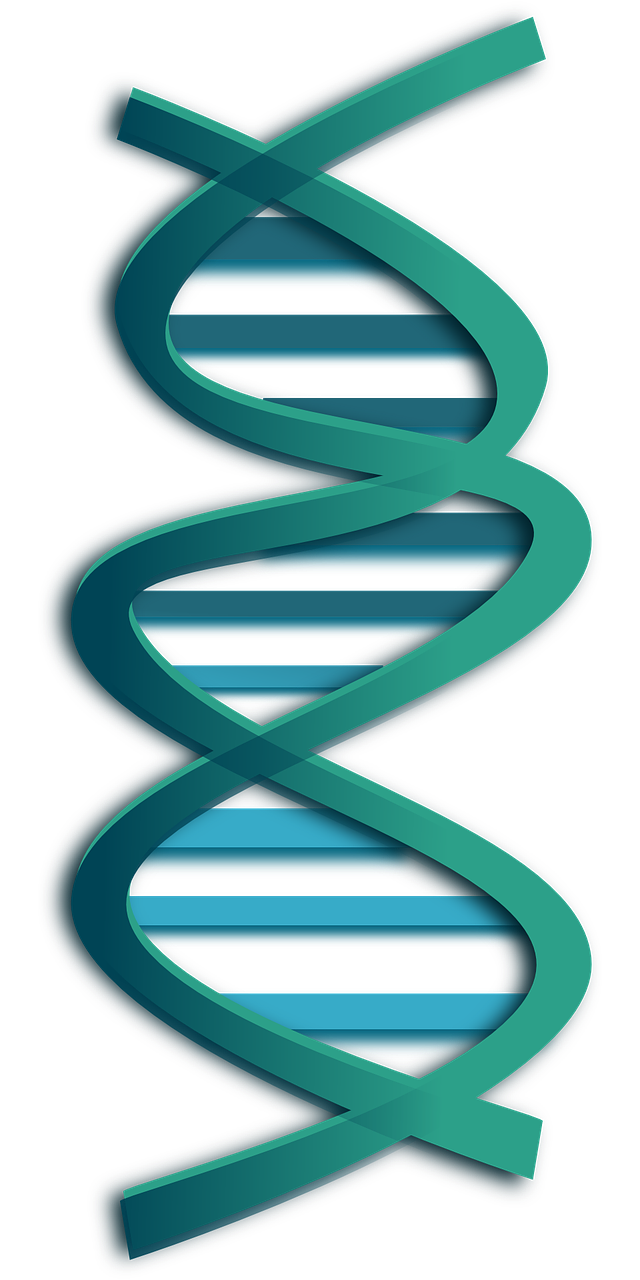 dna, rna, genes-297576.jpg