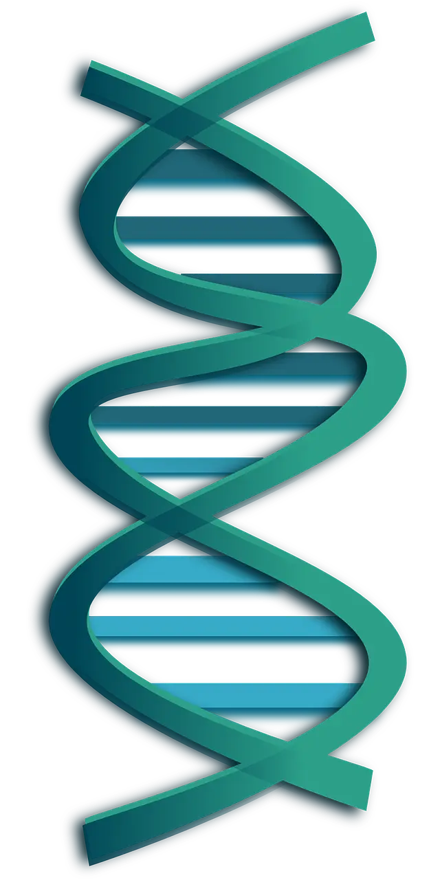 dna, rna, genes-297576.jpg